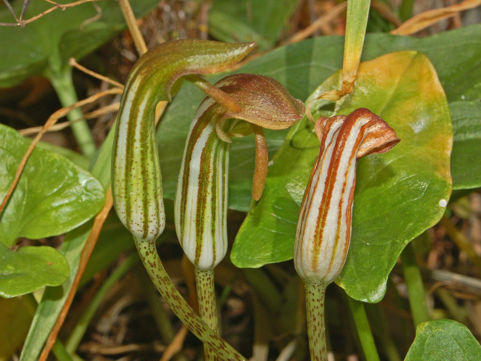 Arisarum vulgare / Arisaro comune